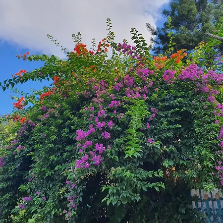 Villa Alicia-2